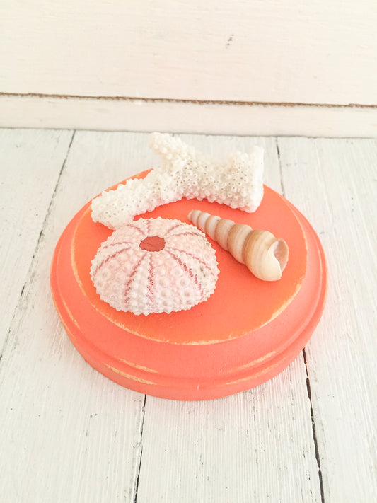 Coastal Coral Wood Shell Riser Stand for Display