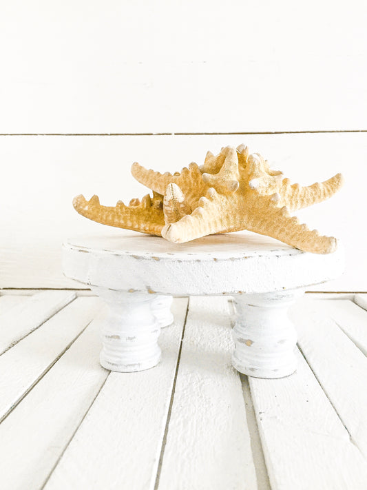 Wood Shell Riser Stand for Display